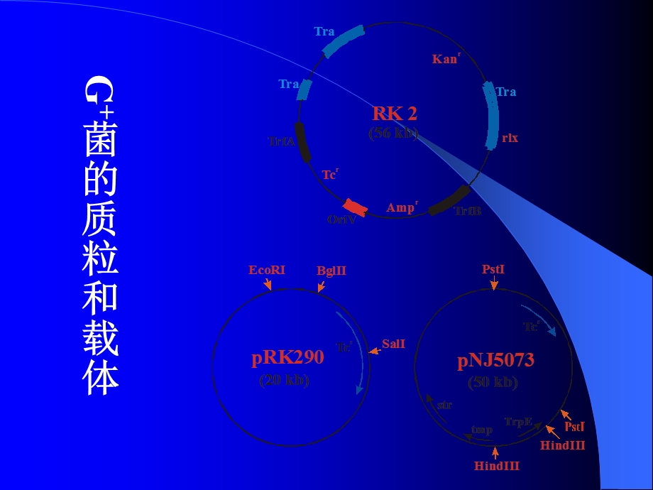 四节细菌和链霉菌的分子克隆载体.ppt_第3页