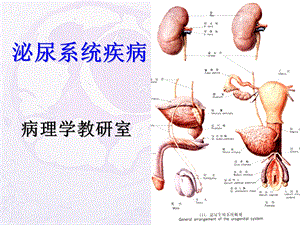 病理生理学教学资料王槐高2泌尿系统疾病药学专业.ppt