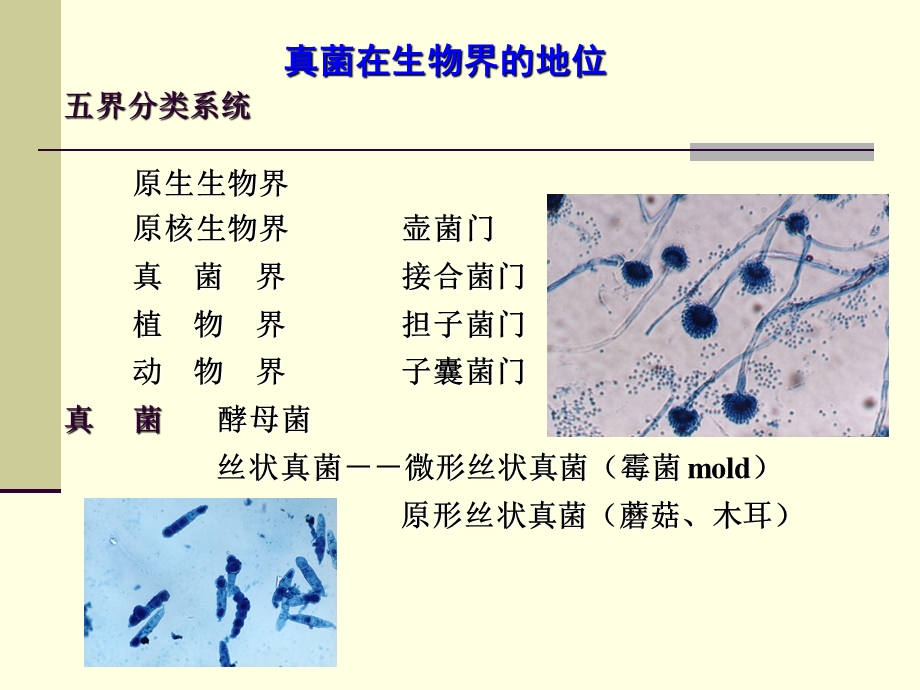 真菌性皮肤病中山大学.ppt_第3页