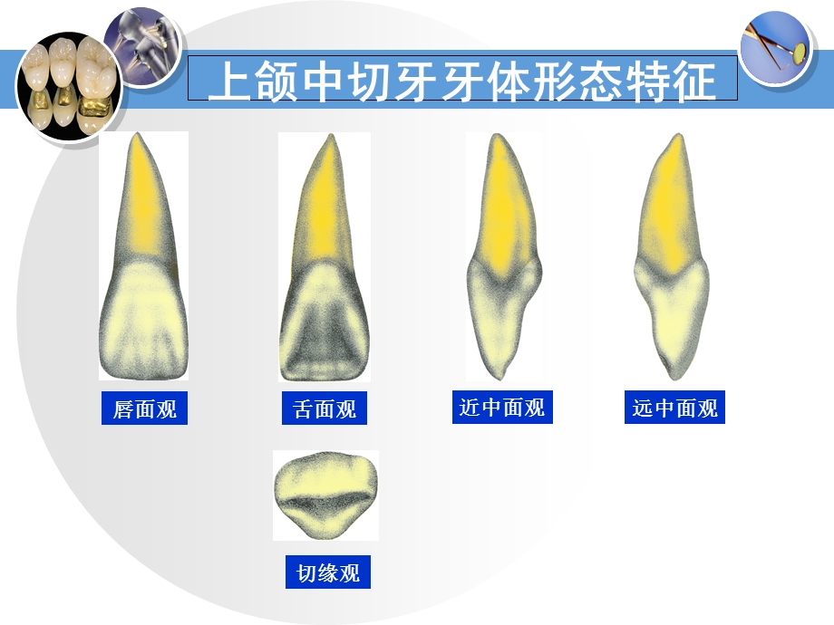 口腔解剖-恒牙形态.ppt_第3页