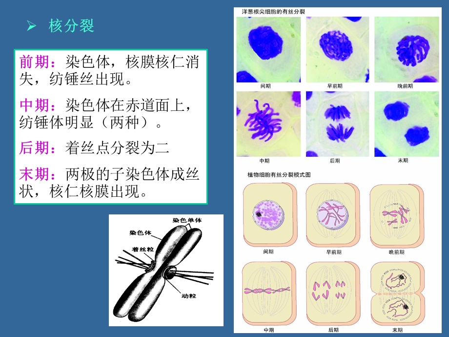 03植物细胞和组织.ppt_第3页