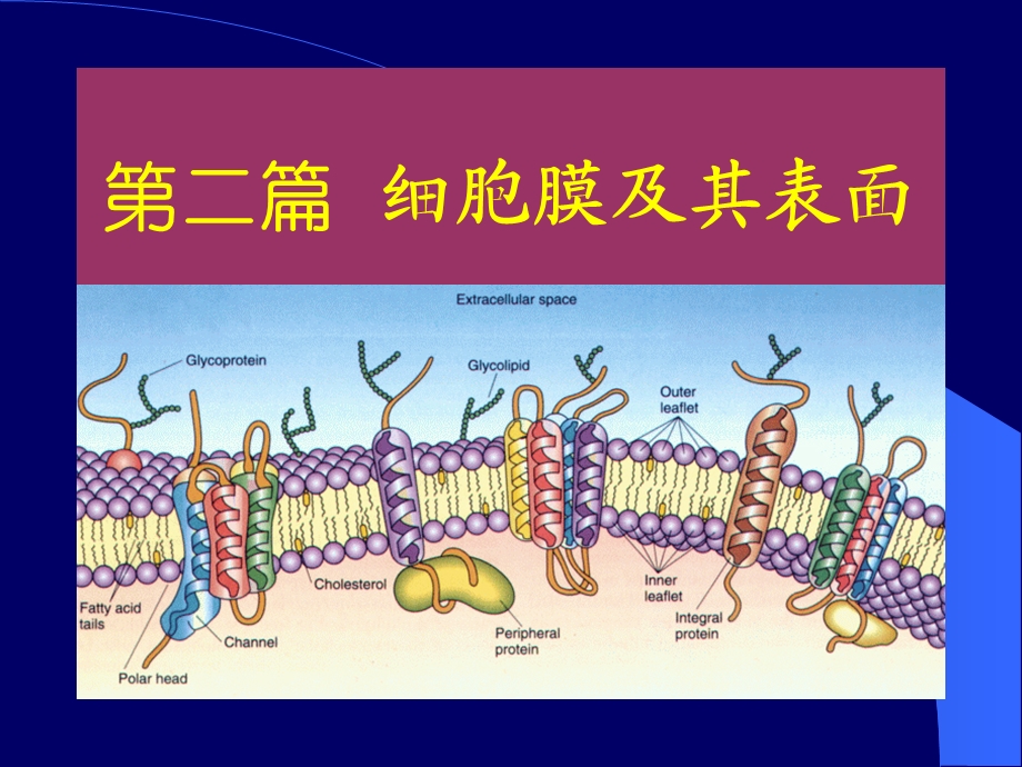 002细胞膜及其表面1.ppt_第1页