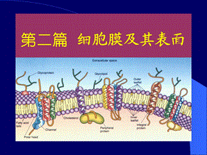 002细胞膜及其表面1.ppt