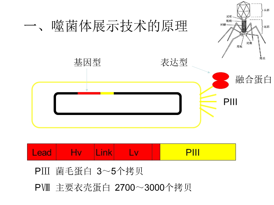 噬菌体展示技术的原理.ppt_第3页