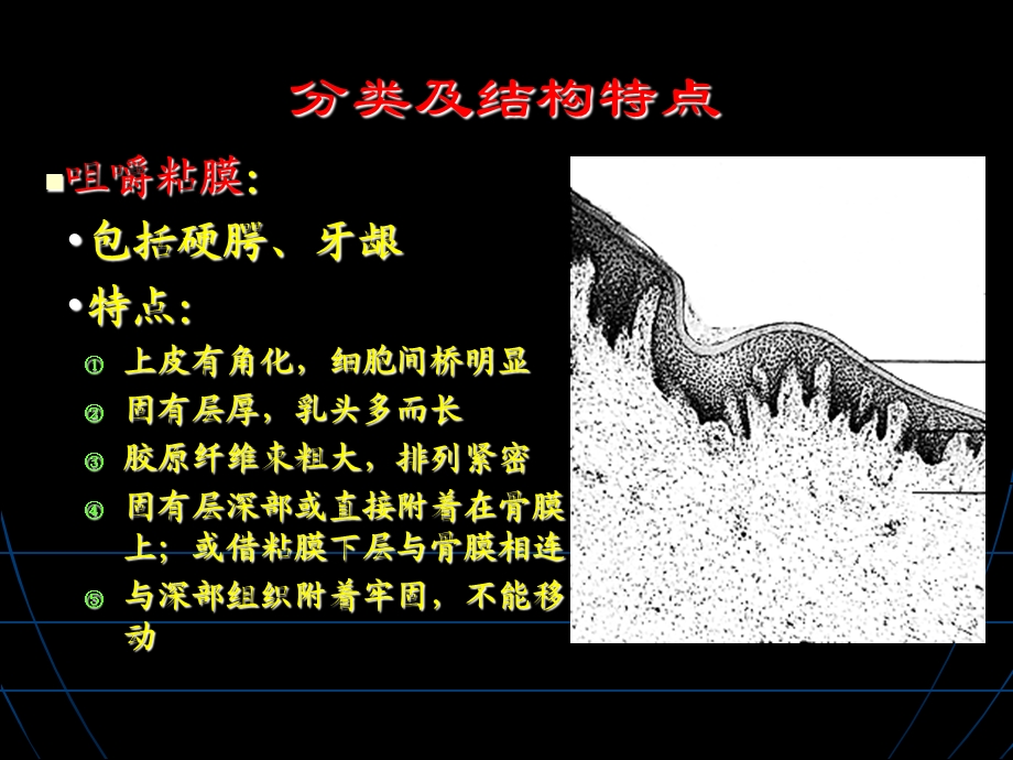 口腔粘膜的分类及 结构特点.ppt_第3页