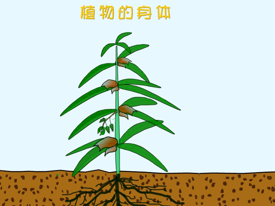 四年级科学上册-植物的身体.ppt_第2页