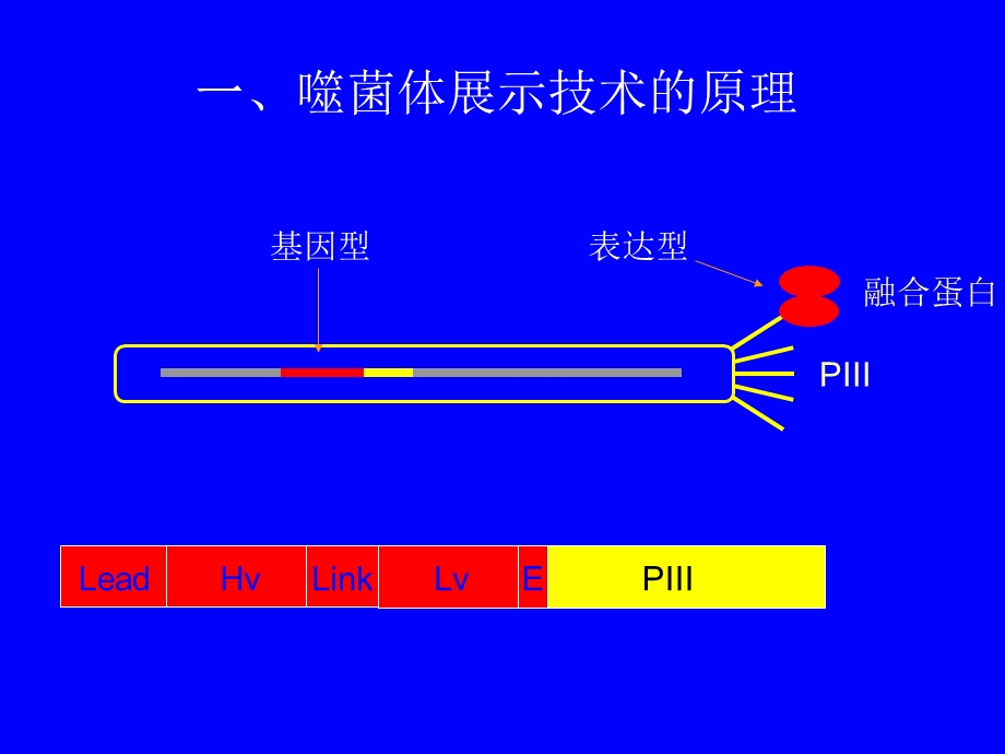 噬菌体展示技术的原理及应.ppt_第2页