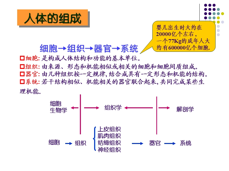 四大基本组织.ppt_第3页