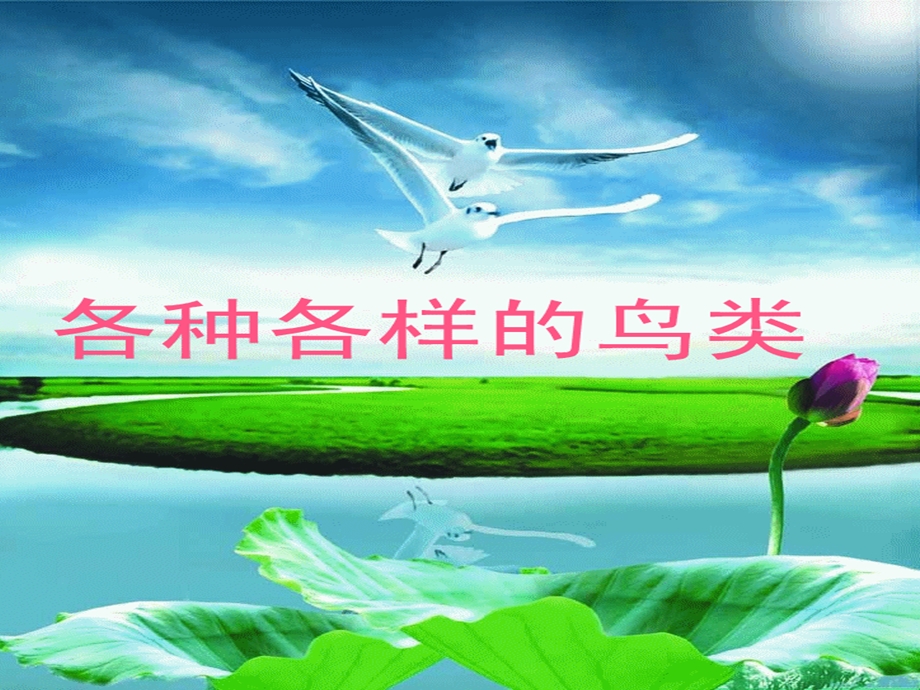 各种各样的鸟类.ppt_第1页