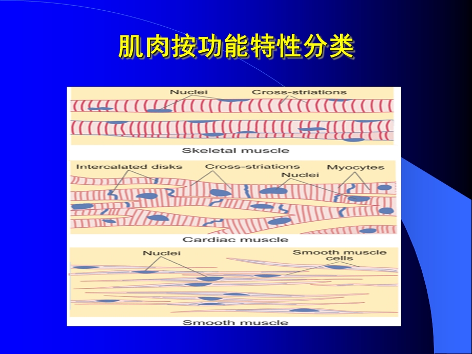 四节肌细胞收缩功能.ppt_第2页