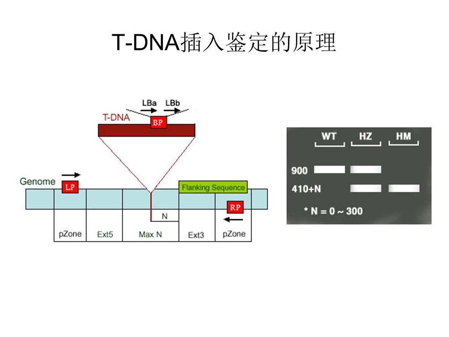 实验五拟南芥T-DNA插入突变纯合体的鉴定.ppt_第3页