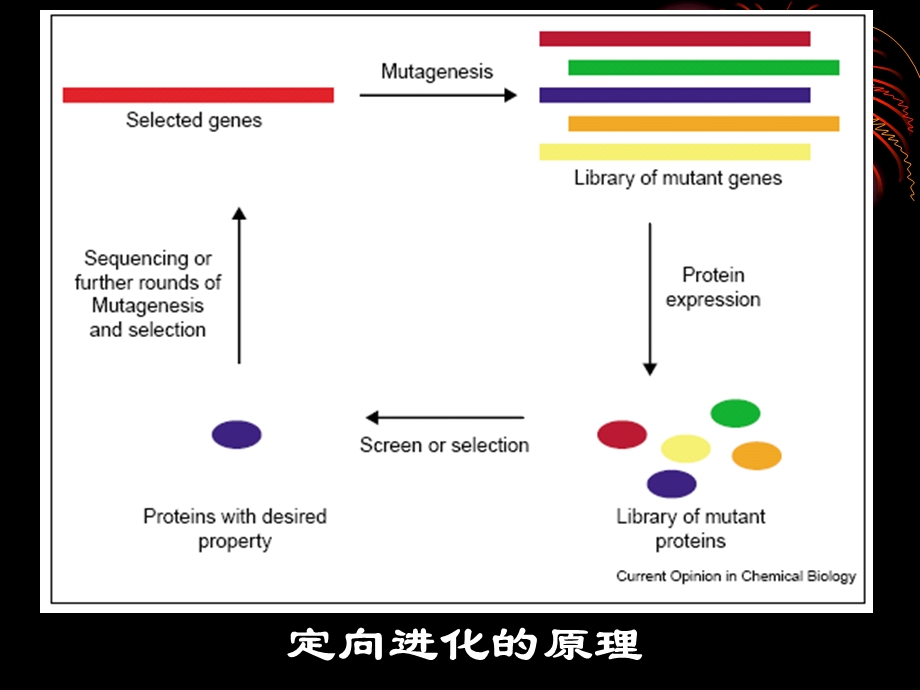 基因工程8-DNA诱变.ppt_第2页