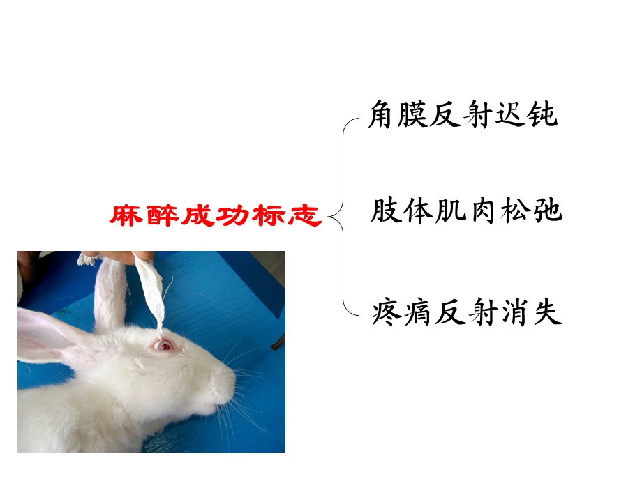 家兔的麻醉气管插管-颈总动脉插管-.ppt_第2页