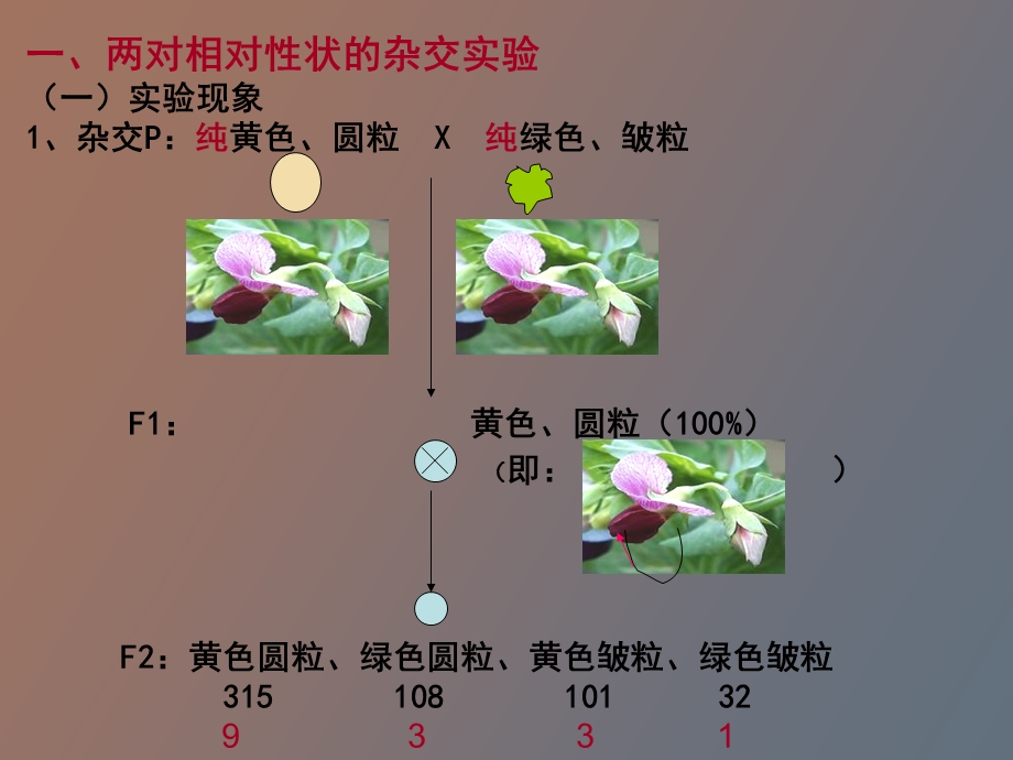 基因自由组合.ppt_第2页