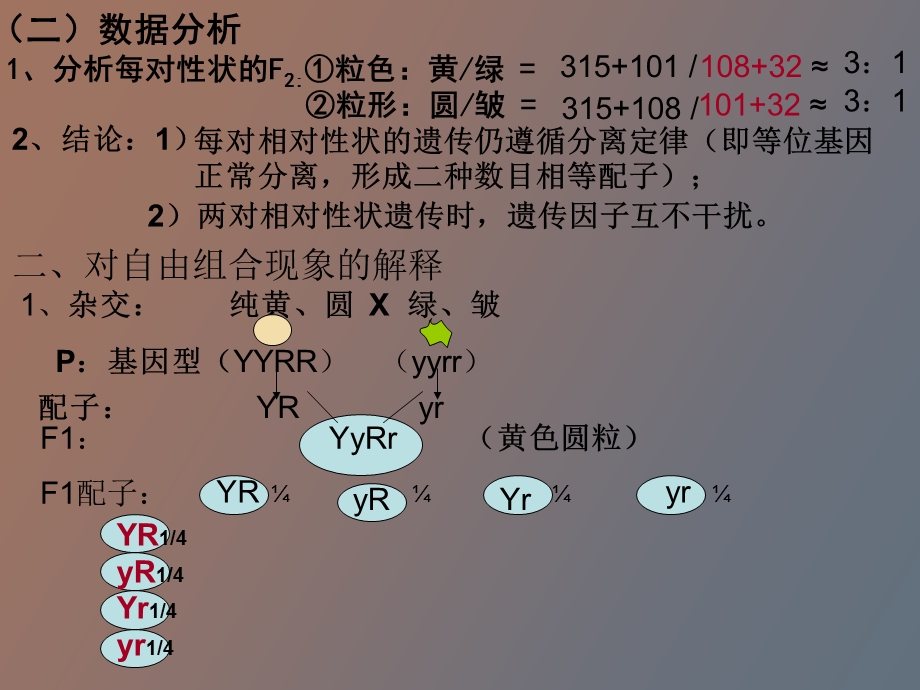 基因自由组合.ppt_第3页