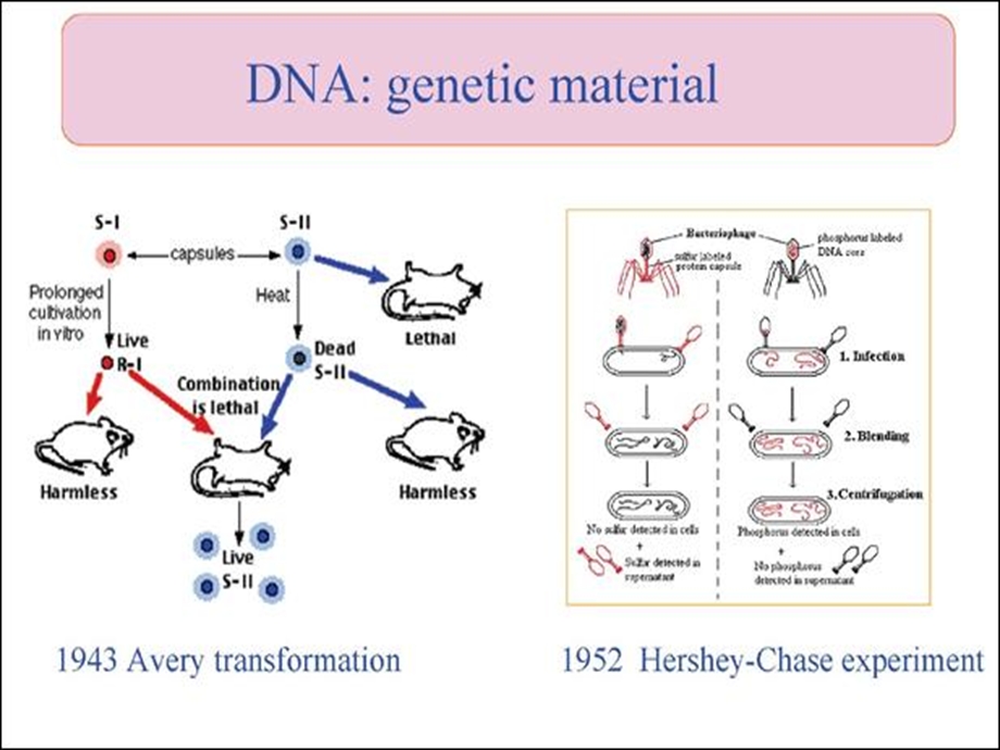 基因工程7-DNA序列分析.ppt_第2页