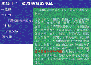 实验琼脂糖凝胶电泳一原理二目的掌握核酸电泳的方法.ppt