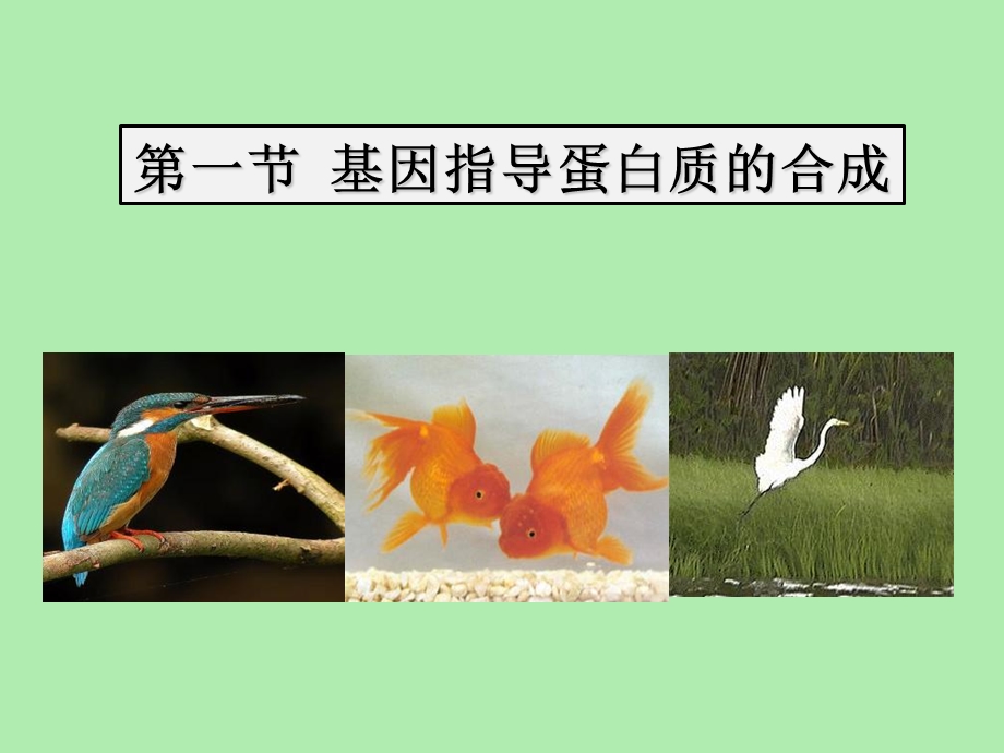 基因的表达冯春艳.ppt_第3页