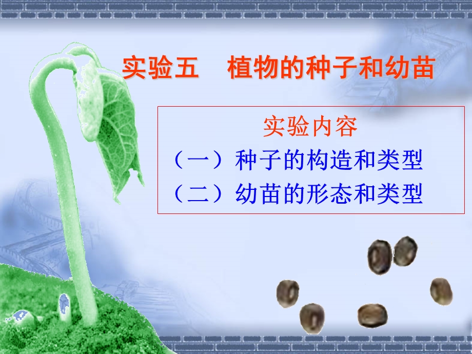 实验五植物的种子和幼苗.ppt_第1页