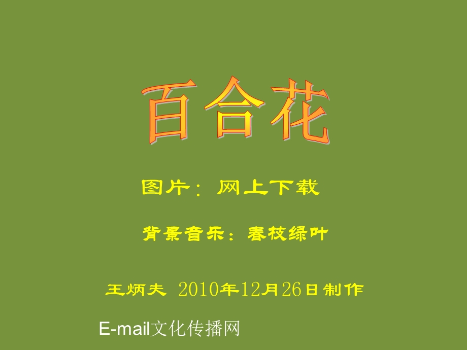 图片一组百合花.ppt_第1页