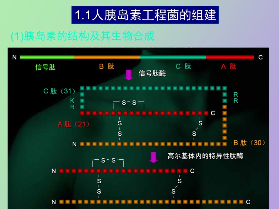 基因工程药物.ppt_第3页