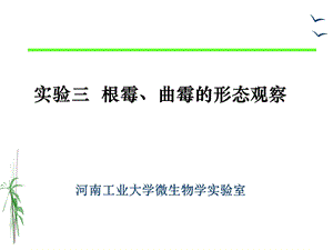 实验三根霉、曲霉的形态观察.ppt