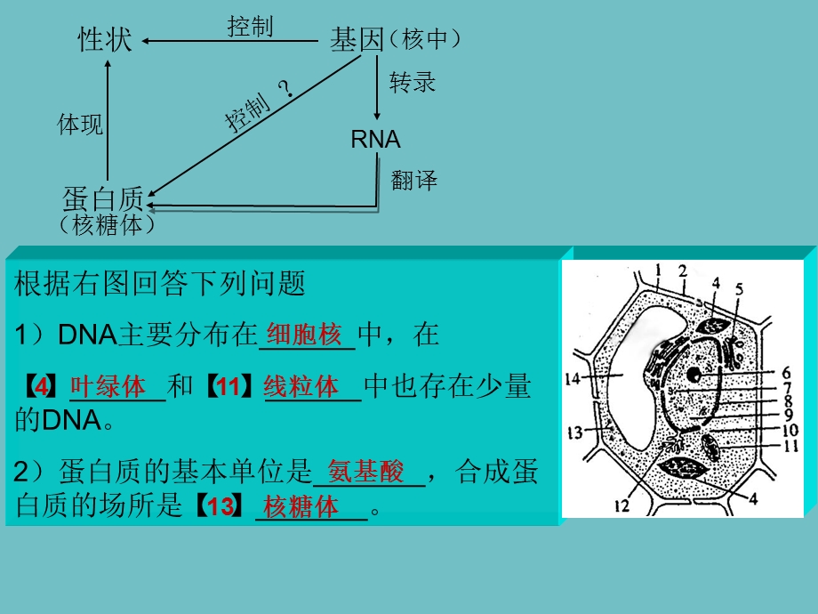 基因指导蛋白质的合成优秀课件.ppt_第2页