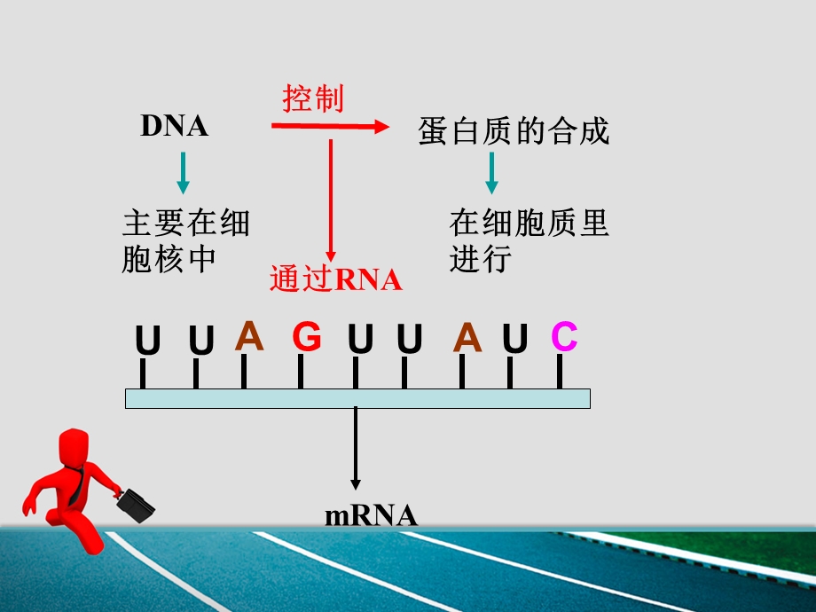 基因指导蛋白质的合成优秀课件.ppt_第3页