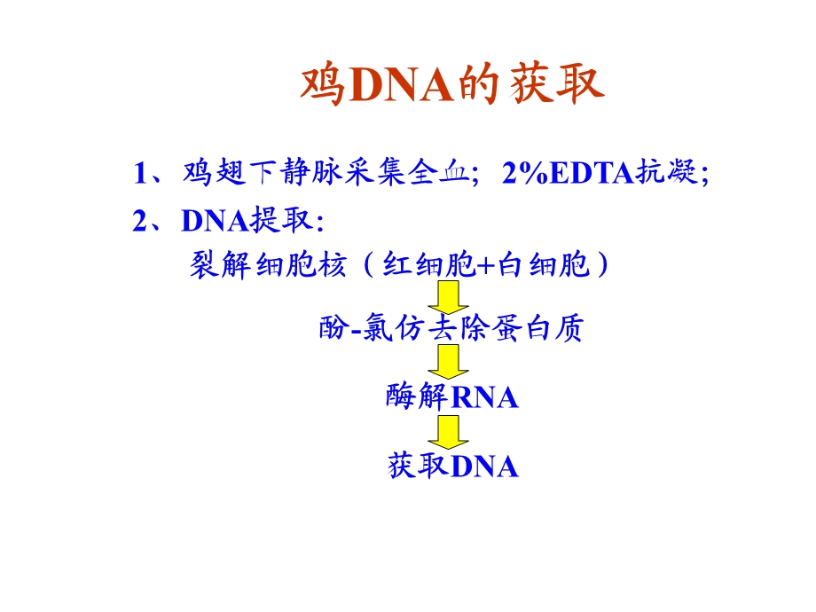 实验七鸡基因组的PCRRFLP分析.ppt_第3页