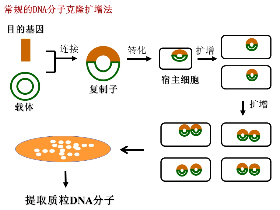 基因工程-聚合酶链式反应.ppt_第3页