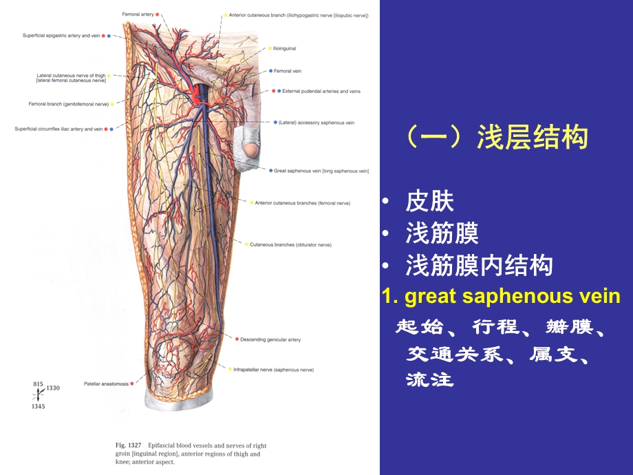 局部解剖：股前内侧区小腿前外侧区.ppt_第3页