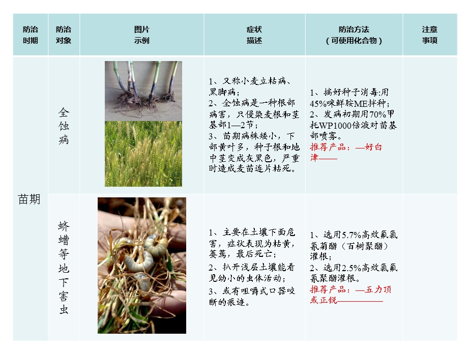 小麦病虫防治ZS.ppt_第2页