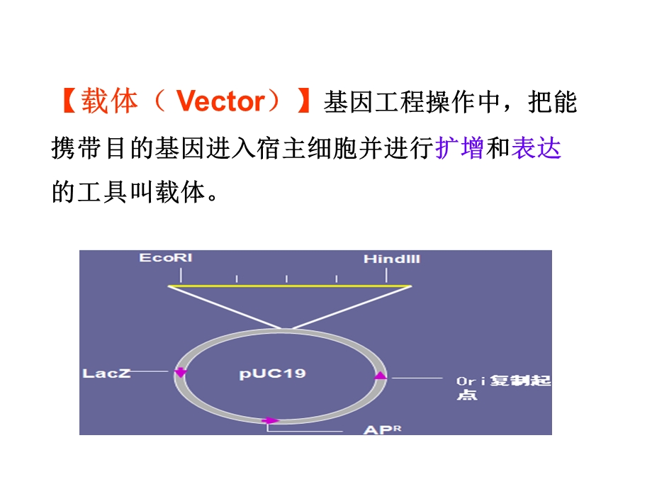 基因工程载体和工具酶92周.ppt_第2页