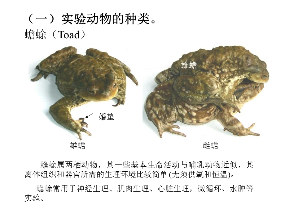 实验动物基本知识及基本操作、实验方法.ppt_第3页