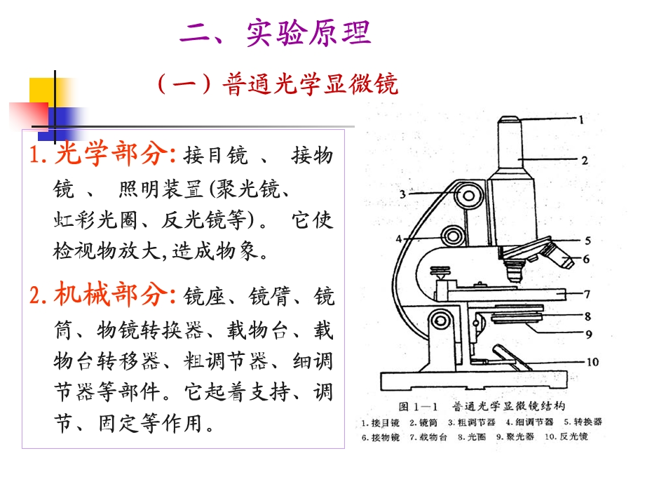 实验二显微镜油镜的使用、细胞形态的观察及革兰氏染色.ppt_第3页