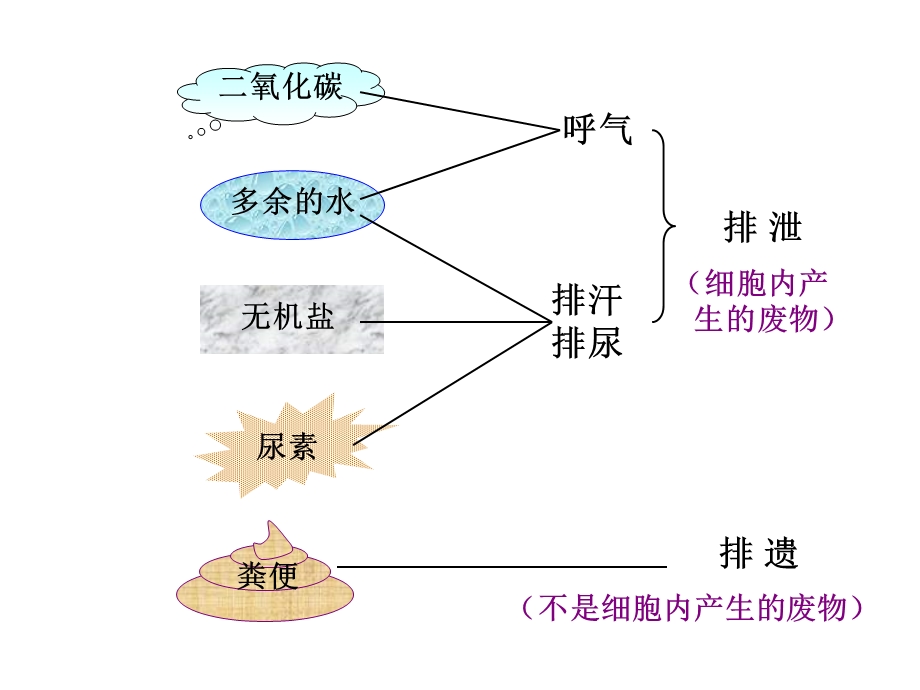 尿的形成与排出上.ppt_第3页