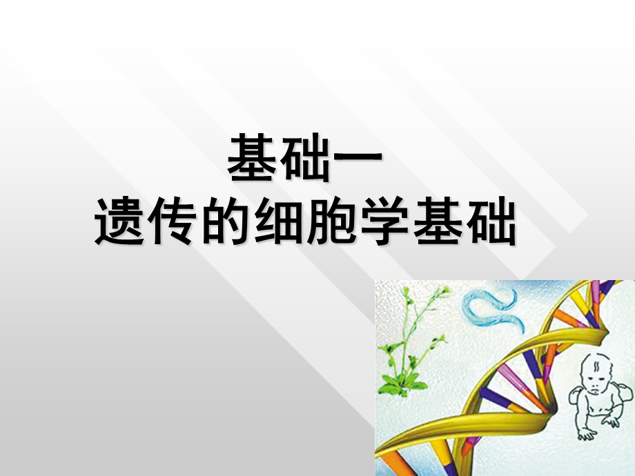 基础一遗传的细胞学基础.ppt_第1页