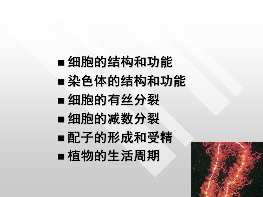 基础一遗传的细胞学基础.ppt_第2页