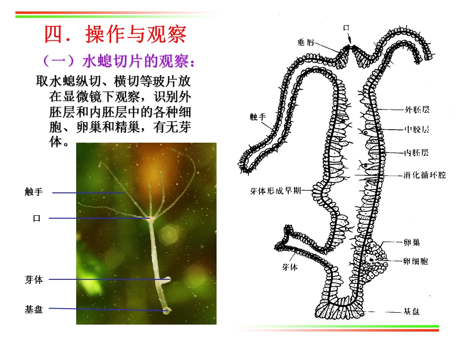 实验澹水水螅和涡虫外部形态及内部构造比较.ppt_第2页