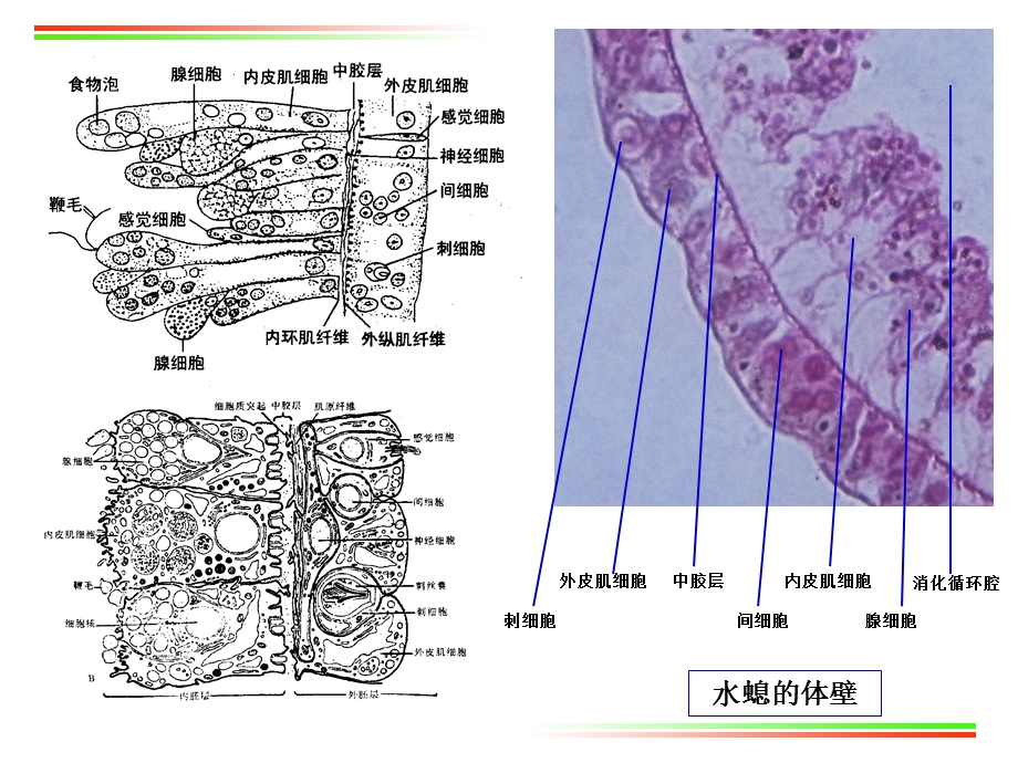 实验澹水水螅和涡虫外部形态及内部构造比较.ppt_第3页