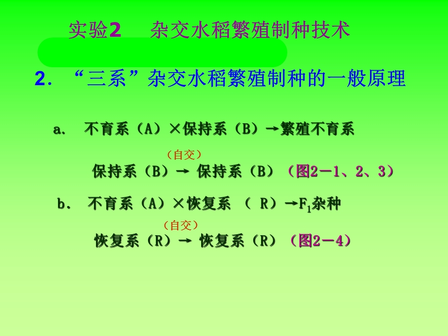 实验02杂交水稻繁殖制种技术.ppt_第3页