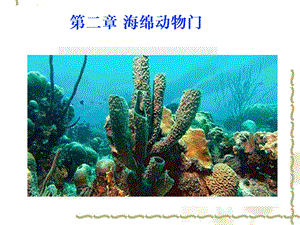 多细胞海绵腔肠.ppt