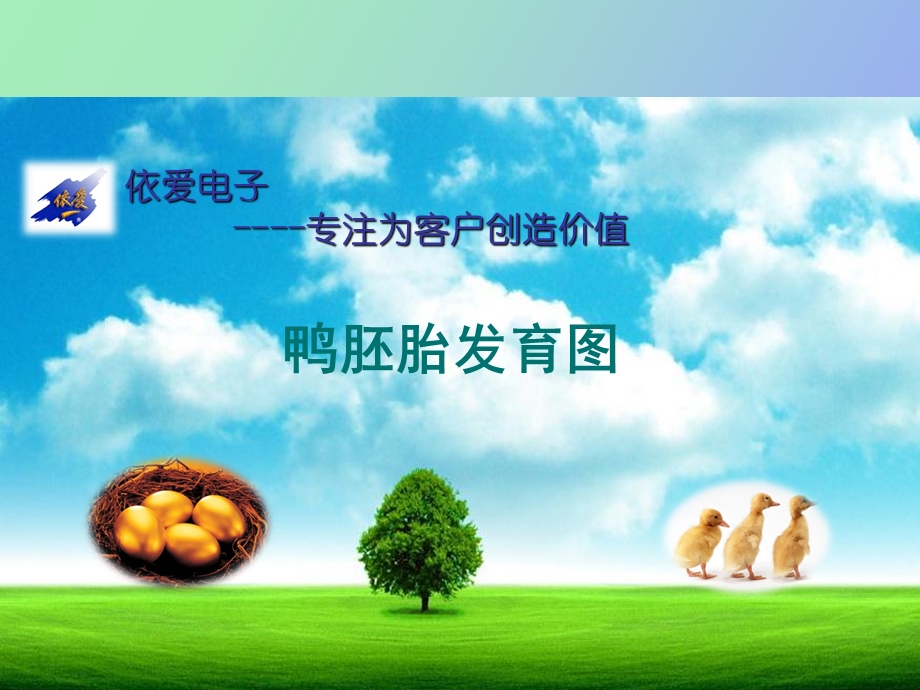 家禽鸭的发育.ppt_第1页