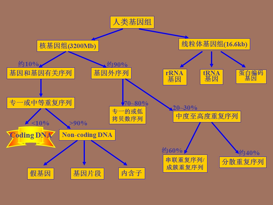 基因测序及分析.ppt_第2页