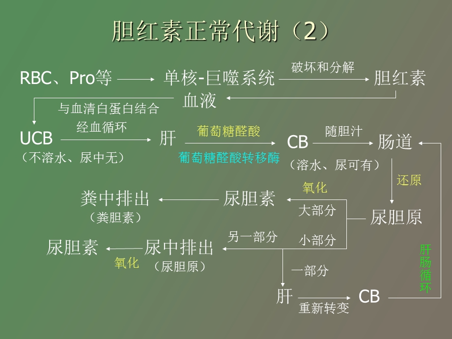 基础肝肠循环.ppt_第2页