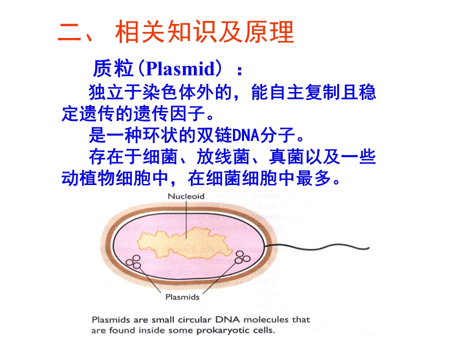 实验1质粒DNA的提取.ppt_第3页