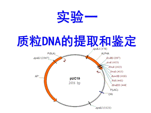 实验1质粒DNA的提取.ppt