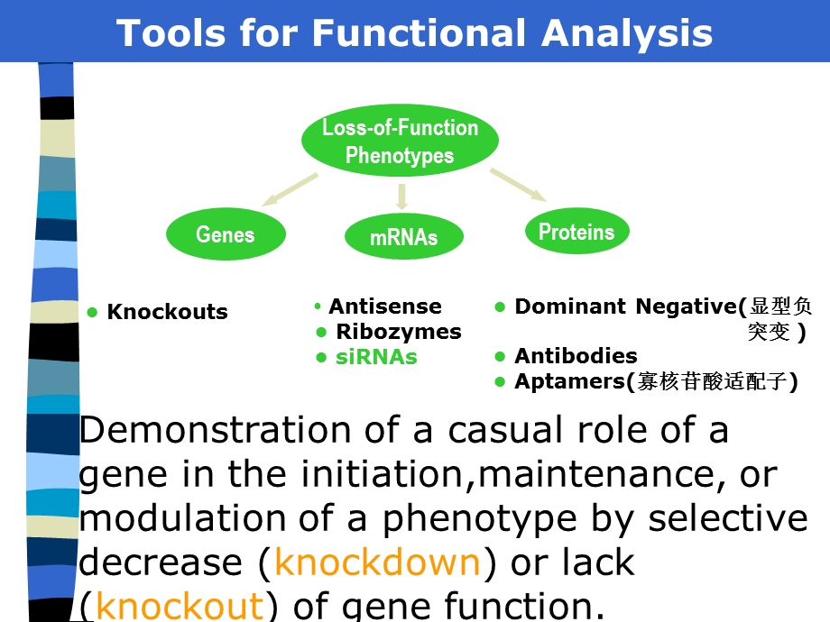 基因克隆4基因剔除.ppt_第1页