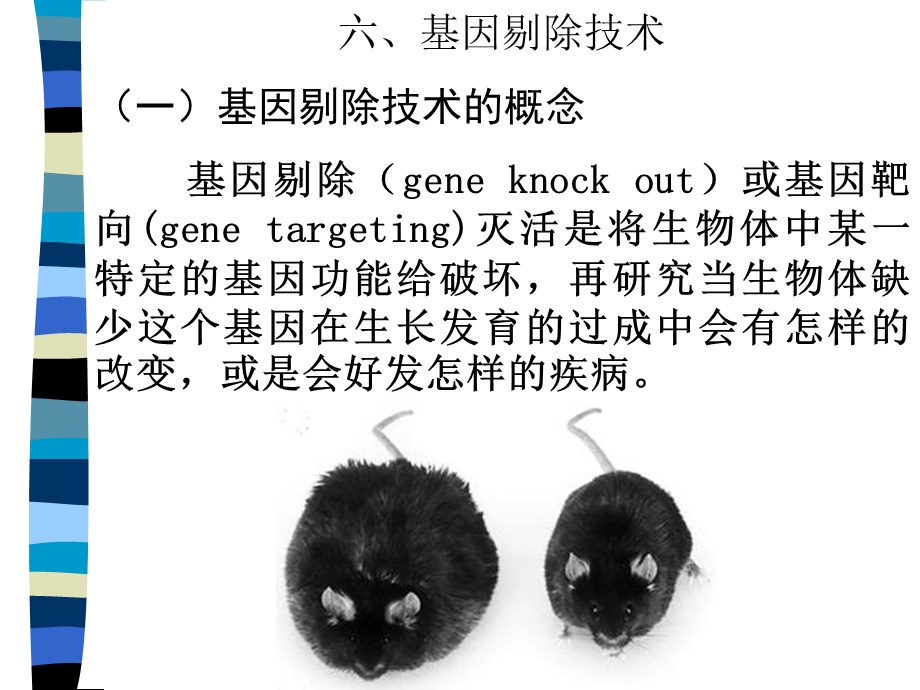 基因克隆4基因剔除.ppt_第3页