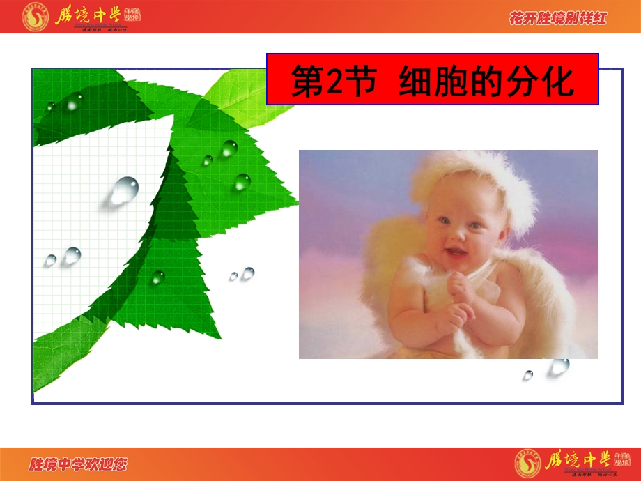 6.2细胞的分化.ppt_第1页